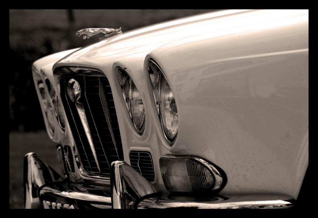 Jaguar zw